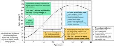 Strategies and opportunities to control breast myopathies: An opinion paper